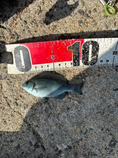 クロの釣果