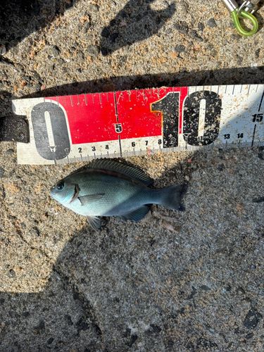 クロの釣果