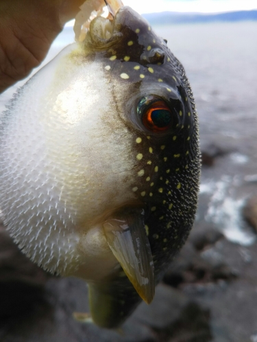 クサフグの釣果