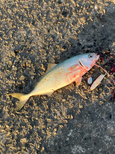 ヤズの釣果