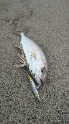 ショゴの釣果