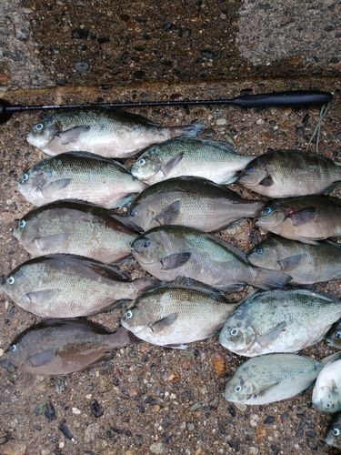 メジナの釣果