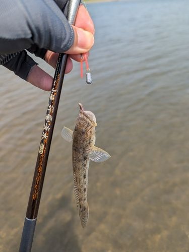 ハゼの釣果
