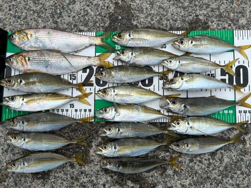 マアジの釣果