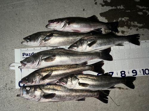 シーバスの釣果