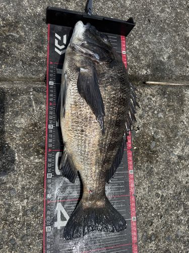 チヌの釣果