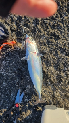 ソウダガツオの釣果