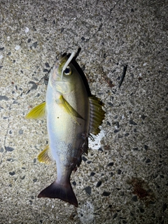 イサキの釣果