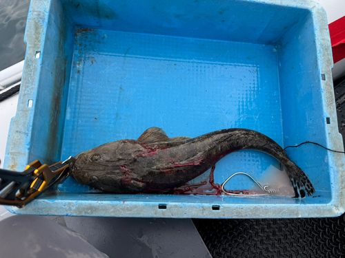 マゴチの釣果