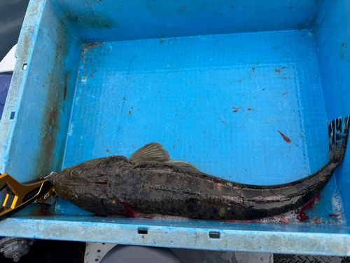 マゴチの釣果