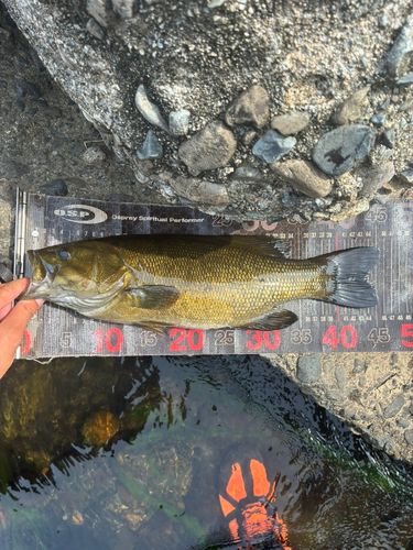 スモールマウスバスの釣果