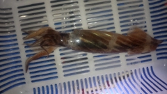 イカの釣果
