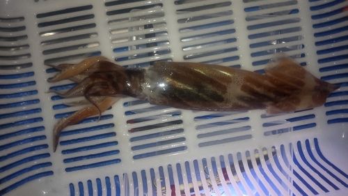 イカの釣果