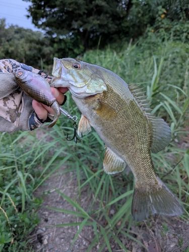 スモールマウスバスの釣果