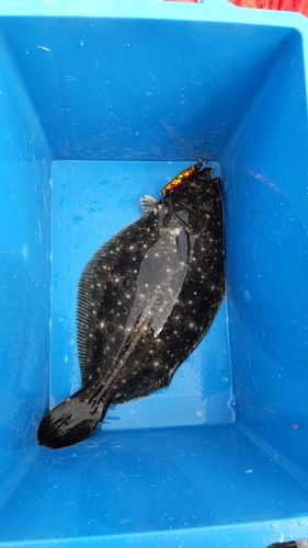 ヒラメの釣果