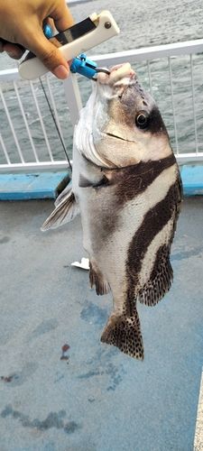 コショウダイの釣果