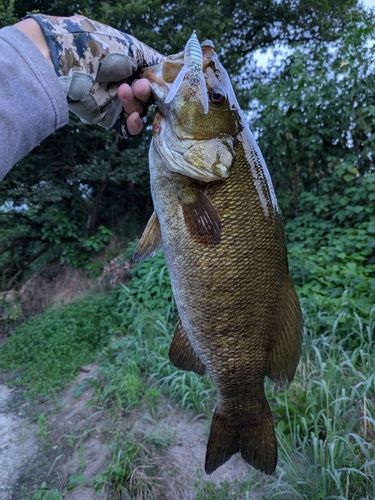 スモールマウスバスの釣果