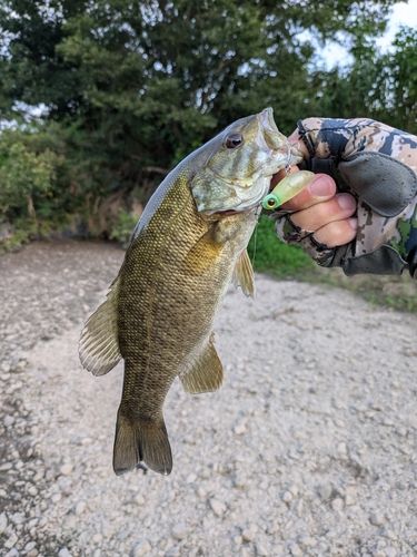 スモールマウスバスの釣果