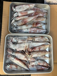 マイカの釣果