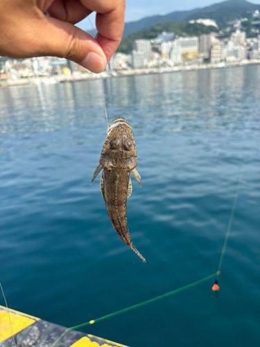 マゴチの釣果