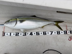 ブリの釣果