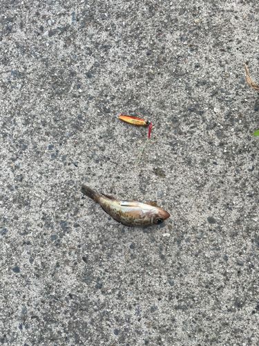 アカメバルの釣果