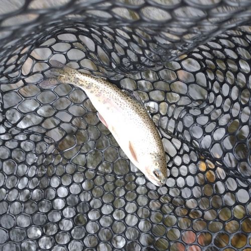 ニジマスの釣果