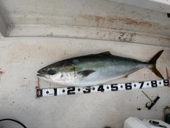 ブリの釣果