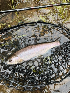ヤマメの釣果