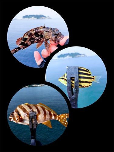 タカノハダイの釣果
