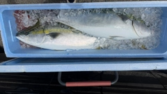 ブリの釣果