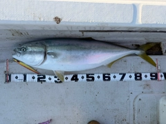 ブリの釣果