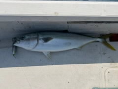 ブリの釣果