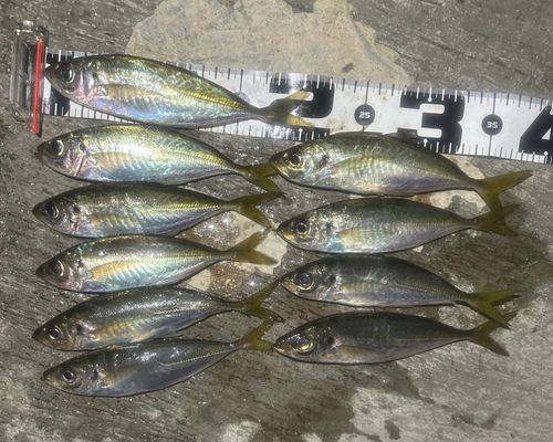 マアジの釣果