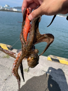 マダコの釣果