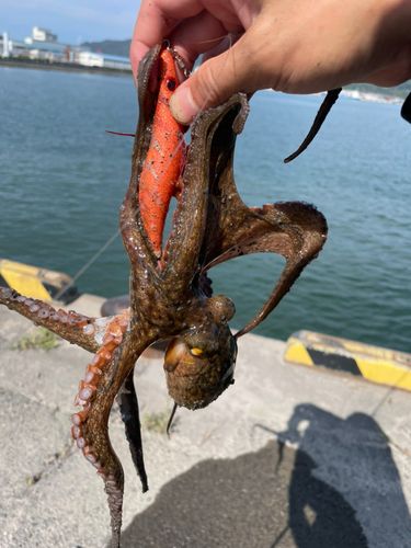 マダコの釣果