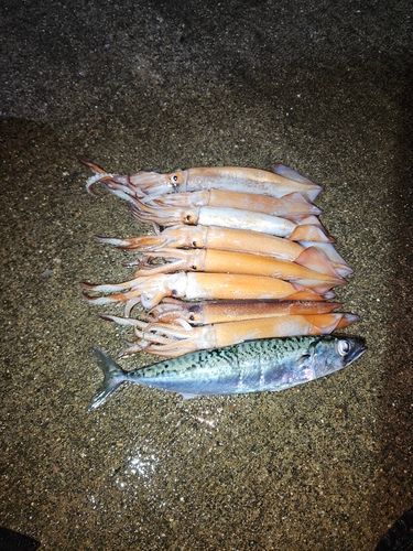 スルメイカの釣果