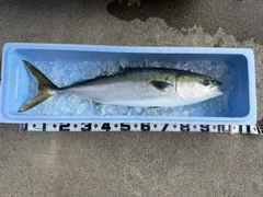 ブリの釣果