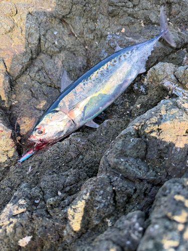 カツオの釣果