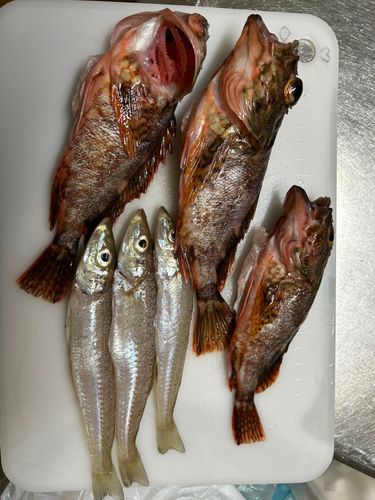 カサゴの釣果