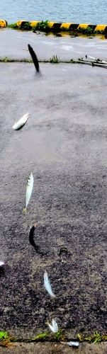 サバの釣果