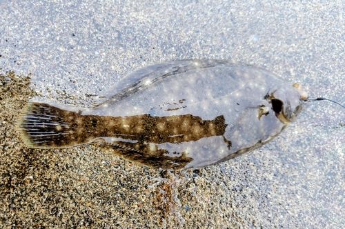 マコガレイの釣果