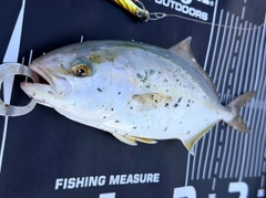 ネリゴの釣果