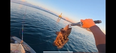 ヤイトハタの釣果