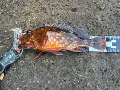 カサゴの釣果