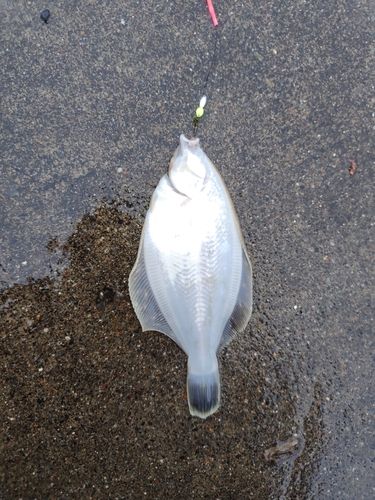 マコガレイの釣果