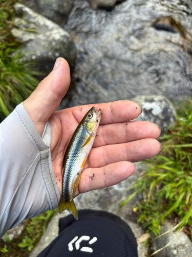 カワムツの釣果