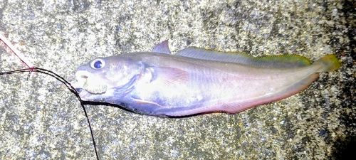 ドンコの釣果