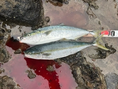 ワラサの釣果