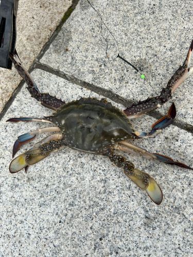 ワタリガニの釣果